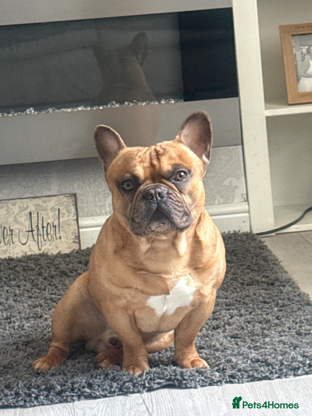 French Bulldog dogs for sale: French bulldog  in Castleford - Advert 1