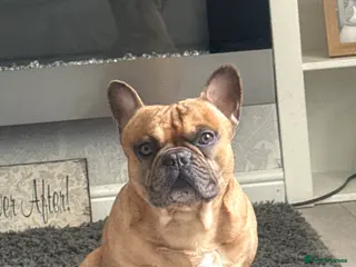 French Bulldog dogs French bulldog in Castleford - Advert 5