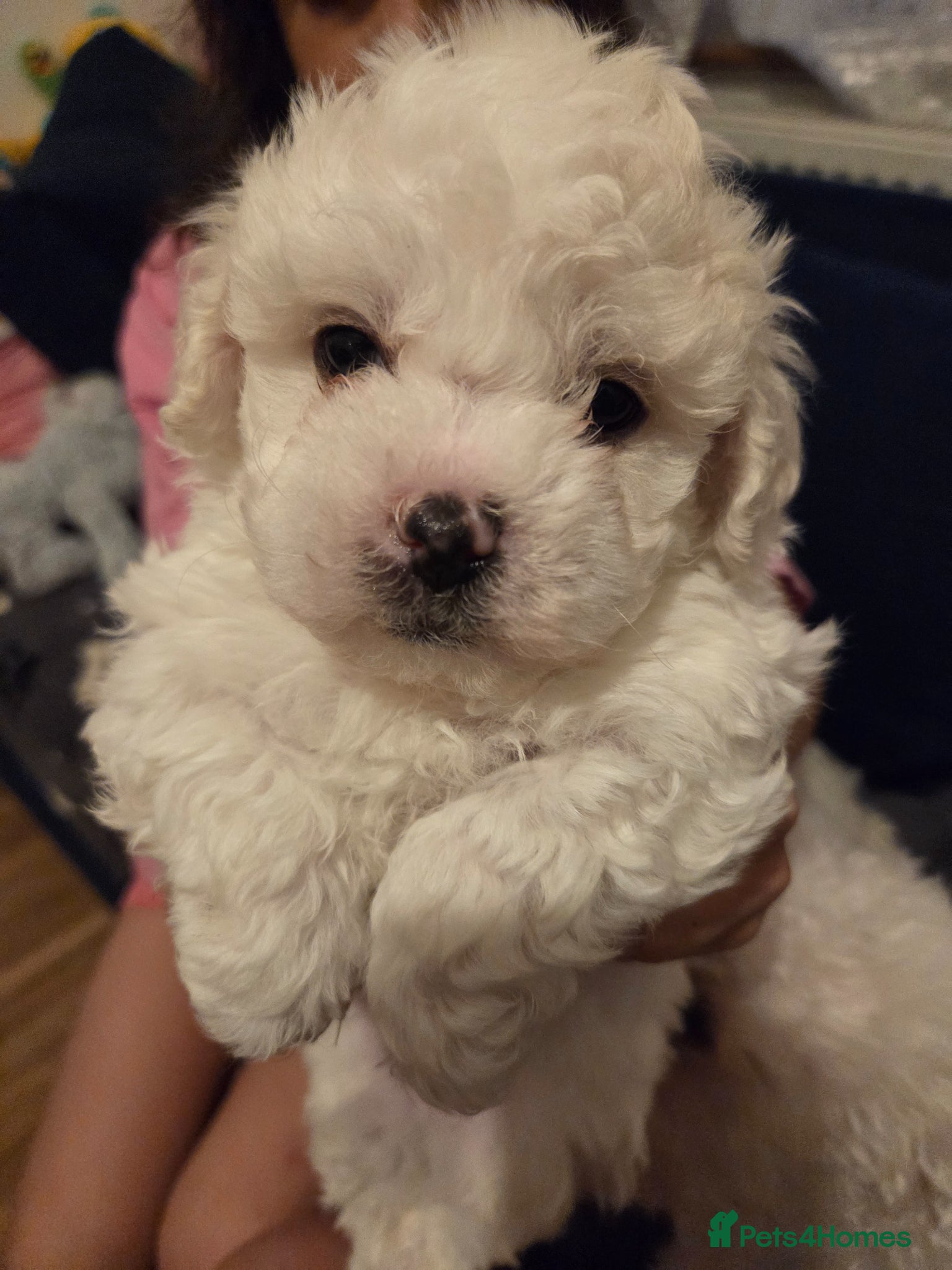Bichon Frise dogs 4 lovely bichon frise puppies  - Advert 2