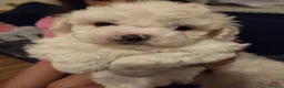 Bichon Frise dogs for sale: 4 lovely bichon frise puppies  - Advert 2