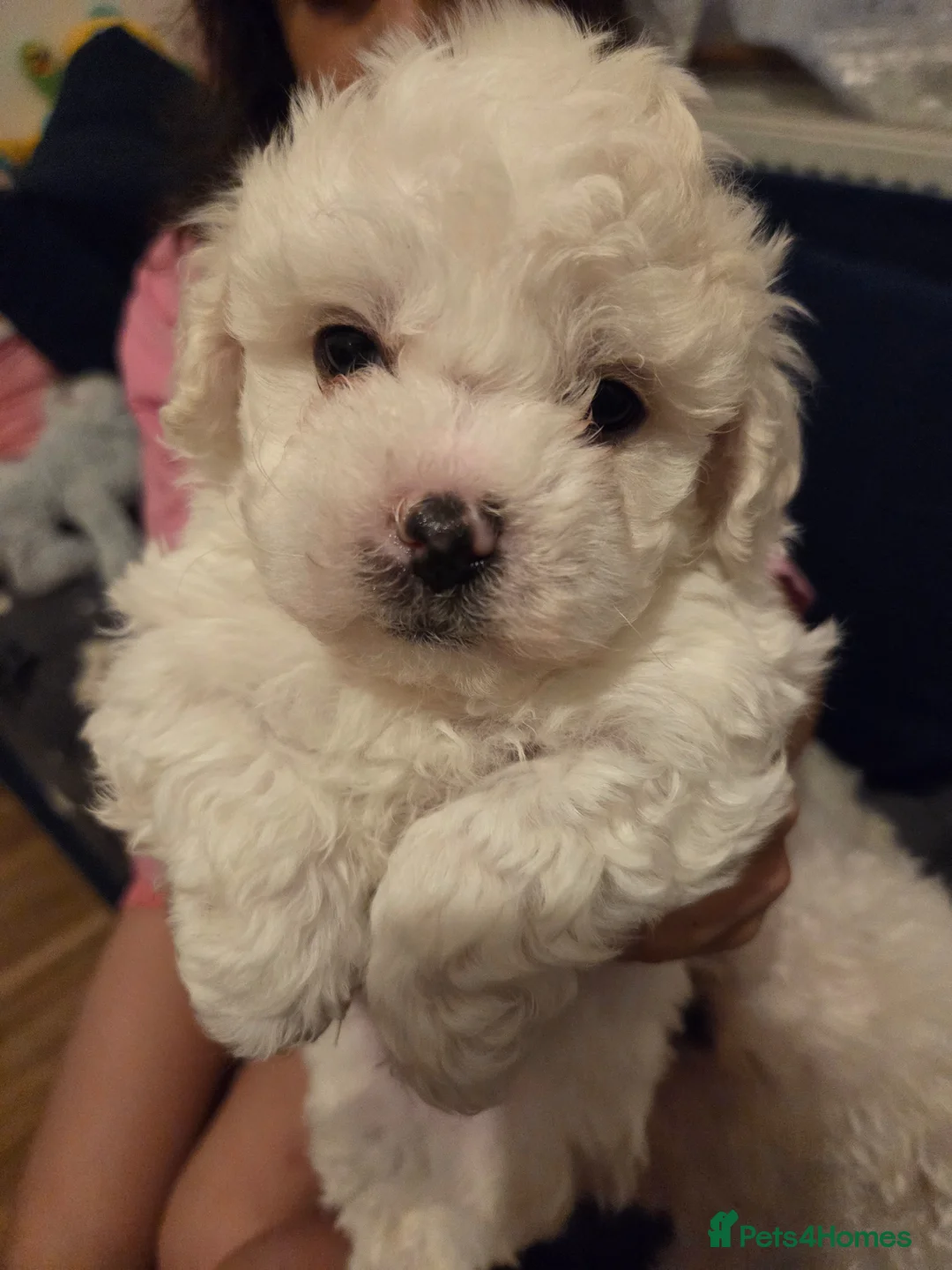 Bichon Frise dogs for sale: 4 lovely bichon frise puppies  - Advert 2