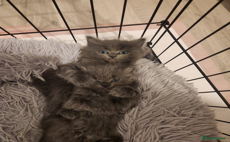 British Shorthair cats - Advert 2