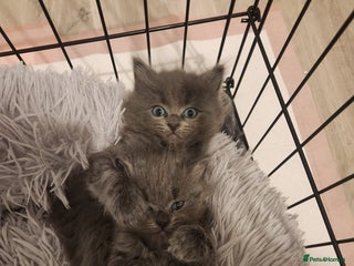 British Shorthair cats - Advert 1