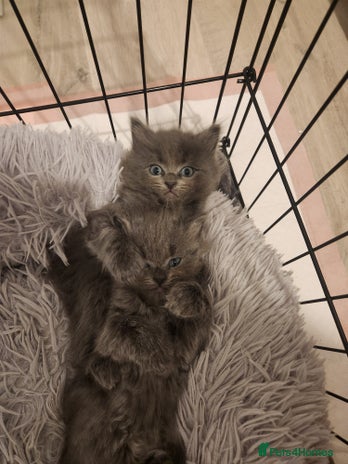 British Shorthair cats - Advert 2