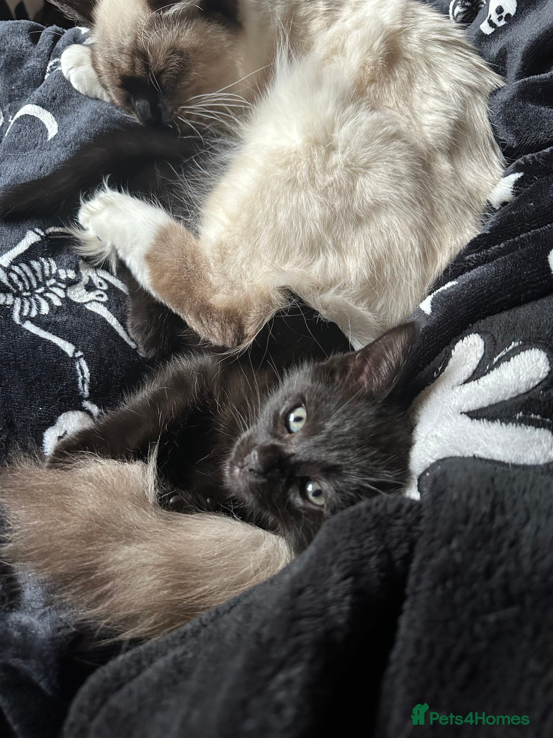 Maine Coon cats for sale: Maine Coon Kittens  - Advert 17