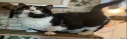 Munchkin cats for sale: Call center cat, TICA active registered munchkin - Advert 8
