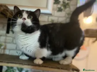 Munchkin cats Call center cat, TICA active registered munchkin - Advert 3