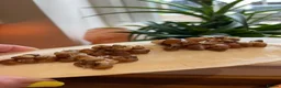 Snails invertebrates for sale: Albino Giant African Land Snails (Achatina Fulica) - Advert 2