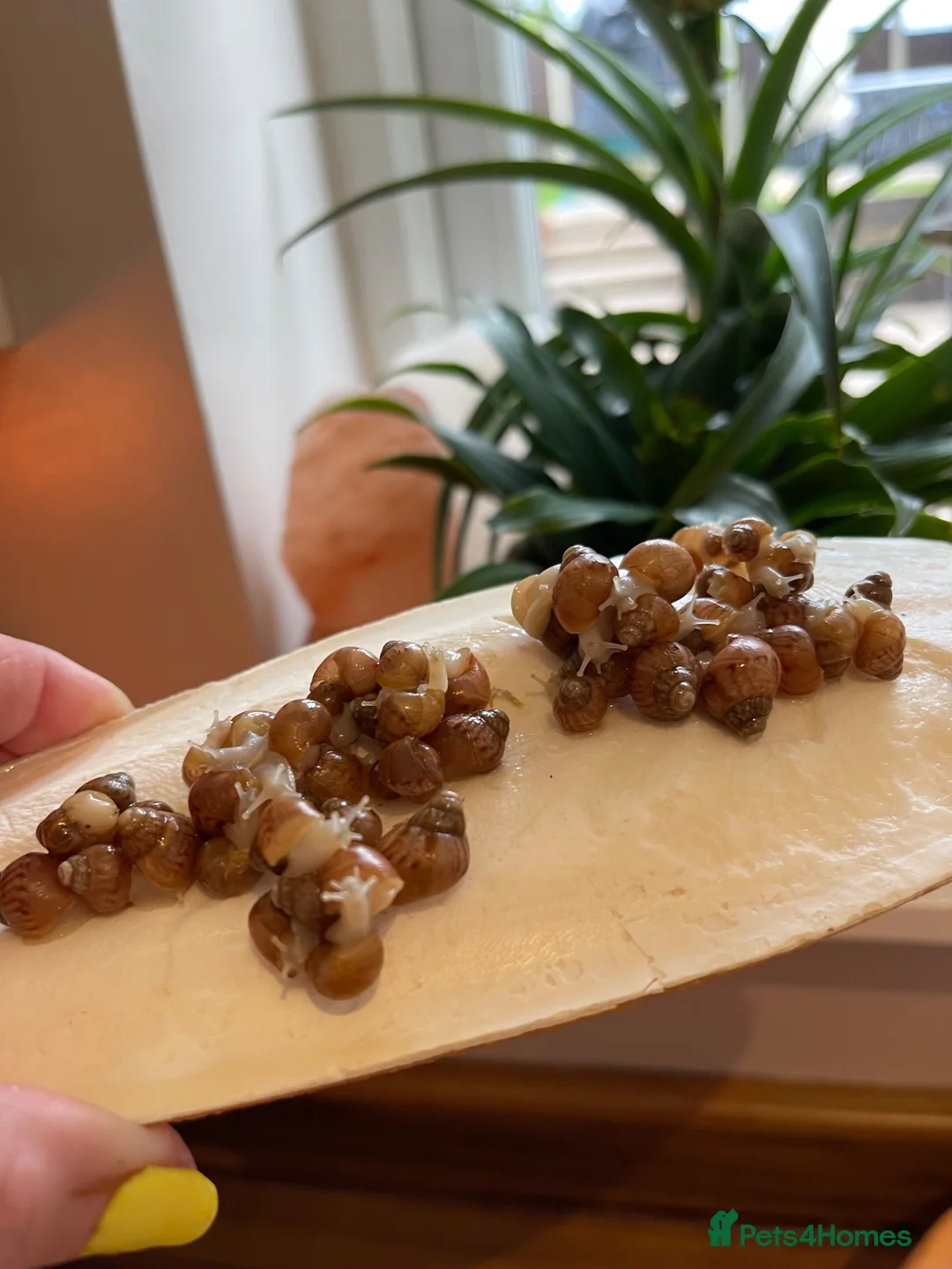 Snails invertebrates for sale: Albino Giant African Land Snails (Achatina Fulica) - Advert 2