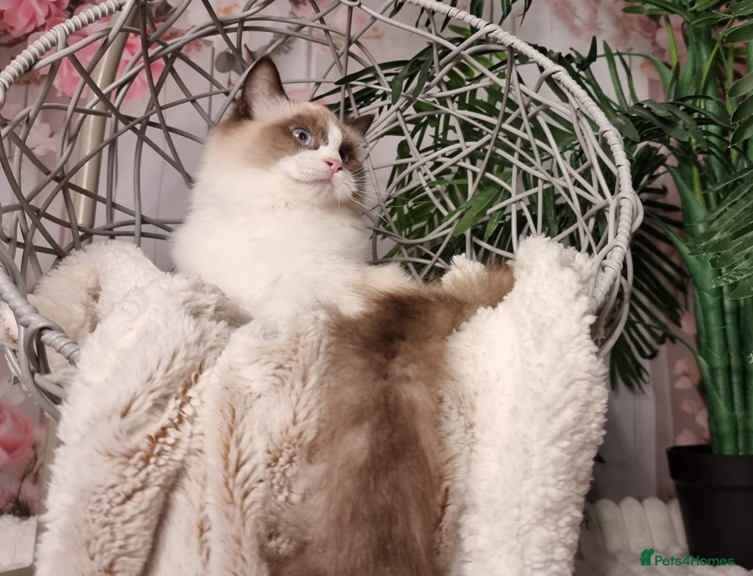 Ragdoll cats for sale: Quality Tica reg Ragdoll kittens  - Image 21