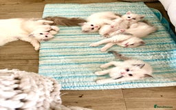 Ragdoll cats for sale: Beautiful Ragdoll Kittens – Stunning & Ready Soon - Image 6