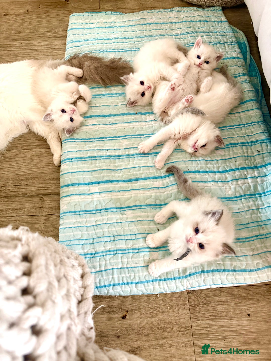 Ragdoll cats for sale: Beautiful Ragdoll Kittens – Stunning & Ready Soon - Image 6