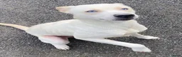 Mixed Breed dogs for adoption: Meet Daisy,currently residing in Hull in Hull - Advert 5