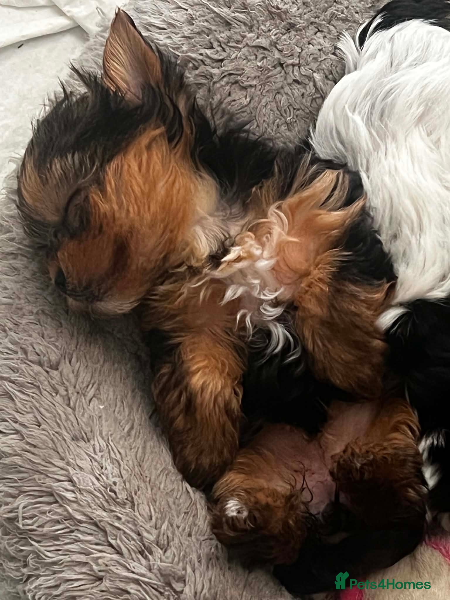 Yorkshire Terrier dogs Beautiful baby girl  - Advert 1