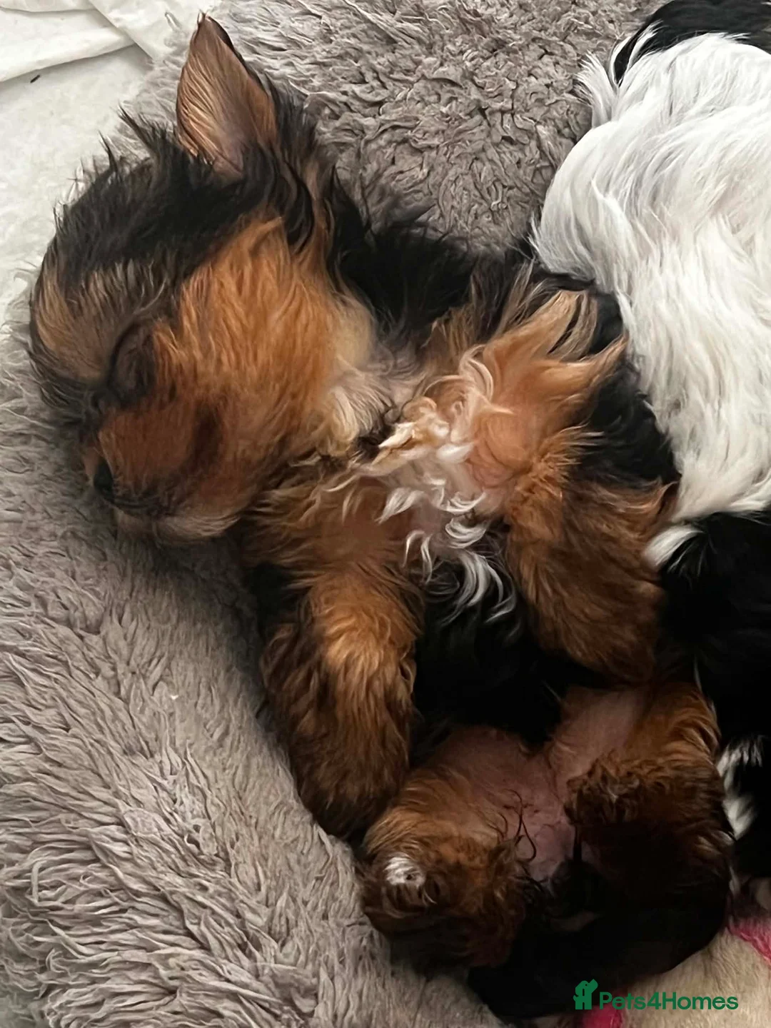 Yorkshire Terrier dogs for sale: Beautiful baby girl  - Advert 1