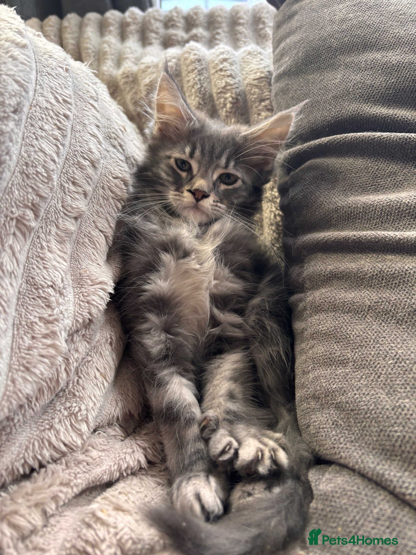 Maine Coon cats Maine Coon kittens  🐾 - Advert 9