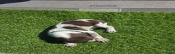 German Shorthaired Pointer dogs for sale: Stunning example of KC German Shorthaired Pointers in Tredegar - Advert 17