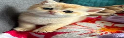 British Shorthair cats for sale: Adorable lilac golden Kittens Seeking Homes 🌟 - Advert 11