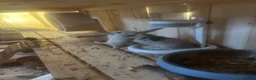 Gerbil rodents for sale: 2 male gerbils with hut and all accessories - Advert 1