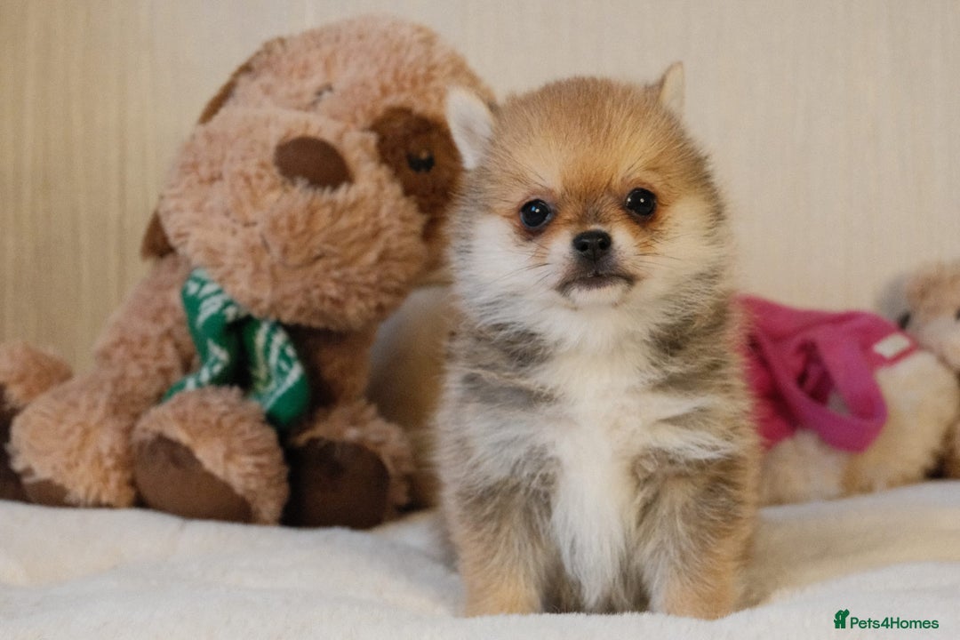 Pomsky dogs for sale: 5 tiny toy pomsky pups - Image 2