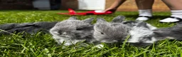 Mini Lop rabbits for sale: 2 Blue Baby Mini Lops - Advert 24