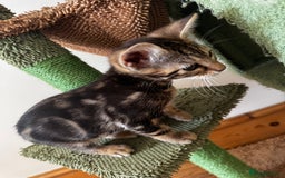 Mixed Breed cats for sale: Gorgeous Marble fur kitten - Ready now - Image 6