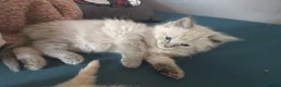 Ragdoll cats for sale: BEAUTIFUL RAGDOLL X  - Advert 2