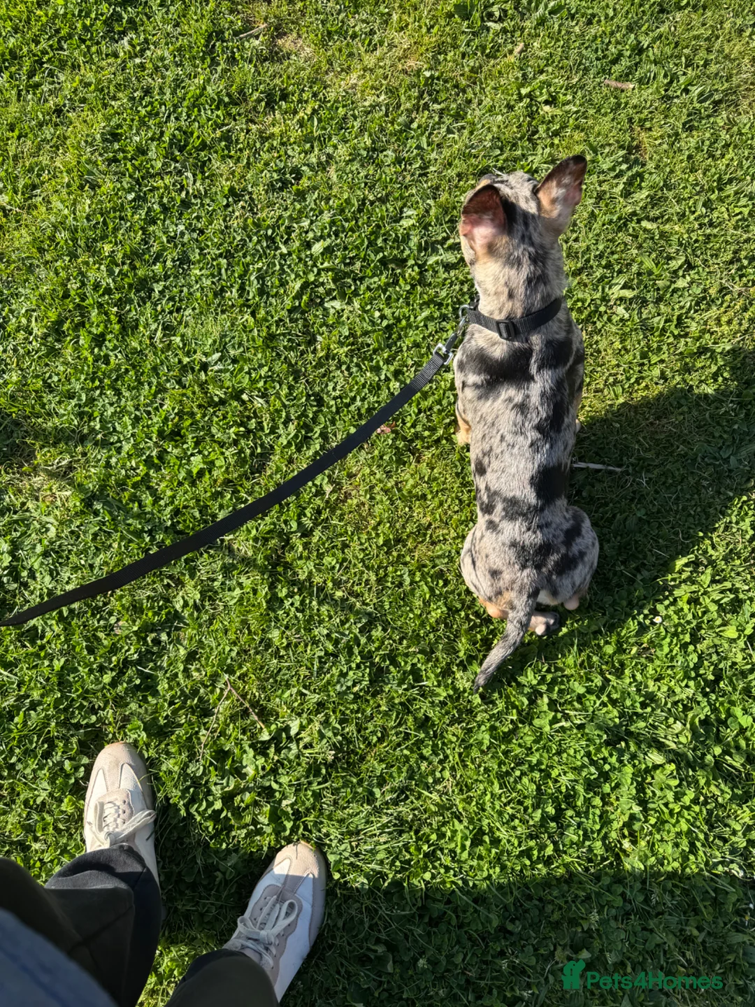 French Bulldog dogs for sale: Male French Bulldog  - Advert 10