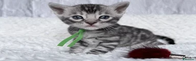 Bengal Kitten 4