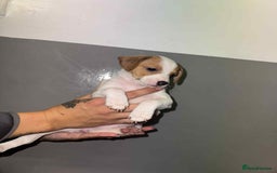Patterjack dogs for sale: Patterjack/jackrussel - Image 24