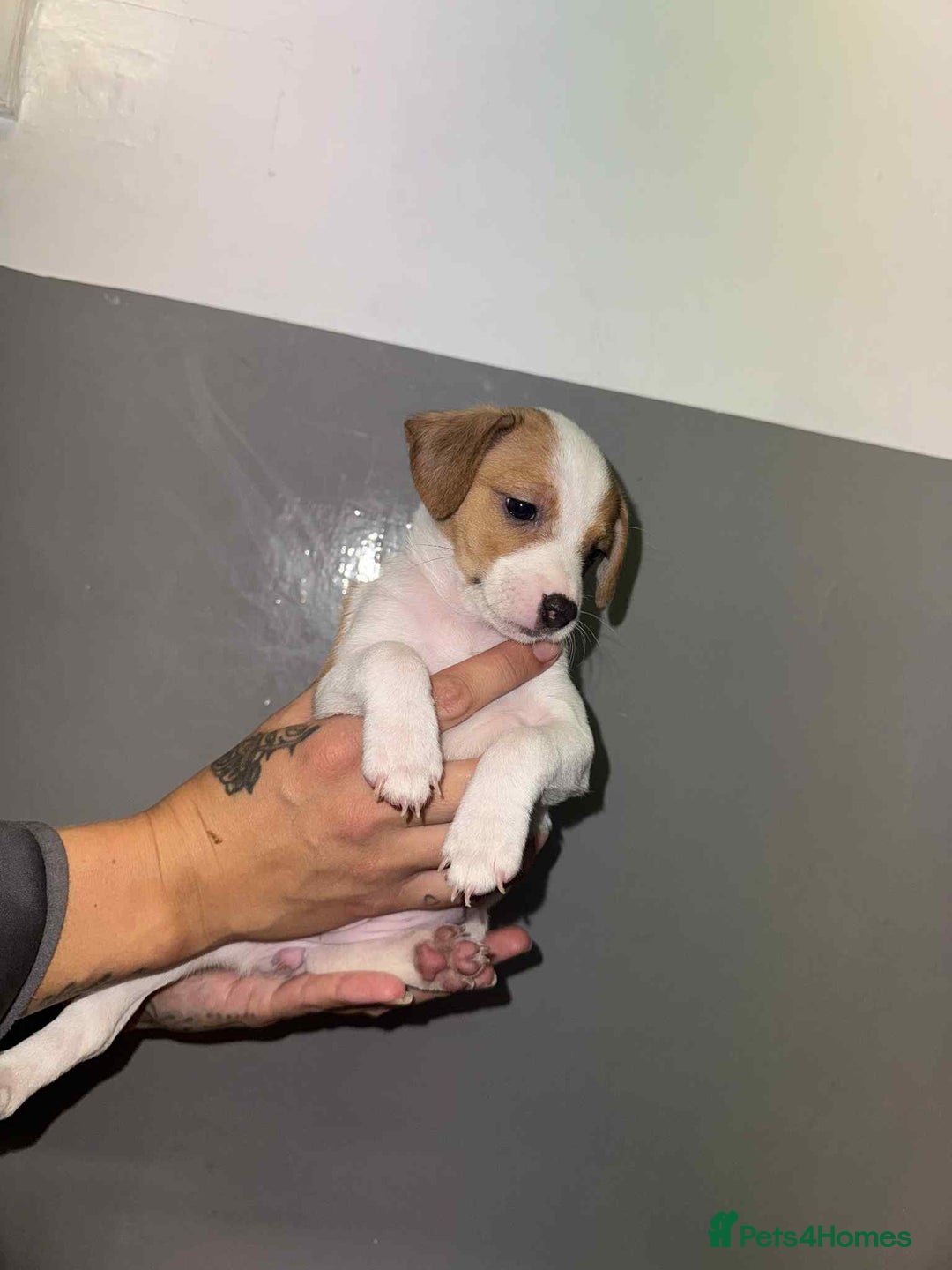 Patterjack dogs for sale: Patterjack/jackrussel - Image 24