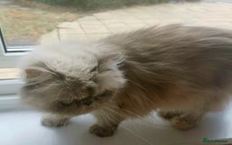 Persian cats for sale: Pure Persian 11 month old girl available now - Image 4