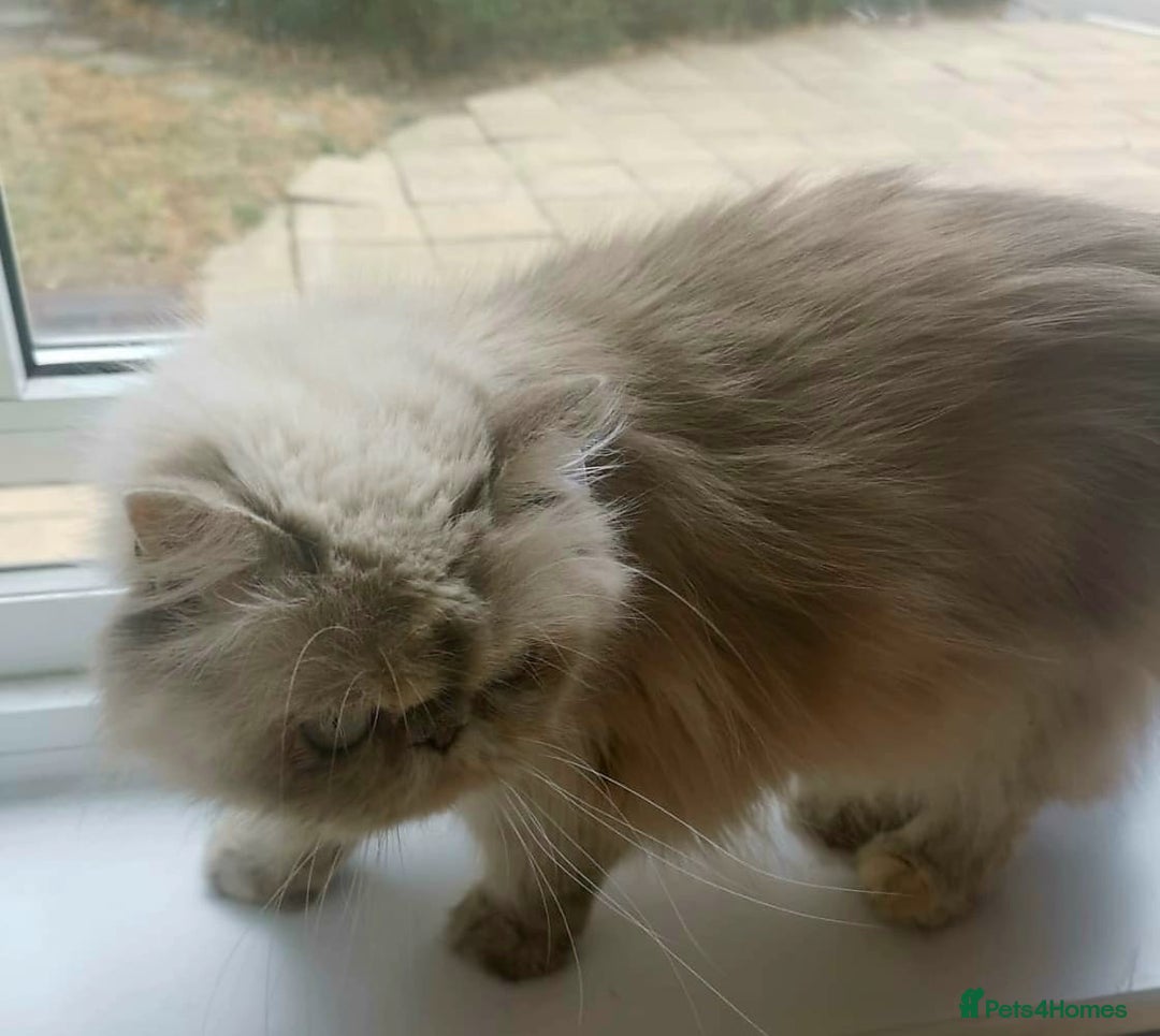 Persian cats for sale: Pure Persian 11 month old girl available now - Image 4