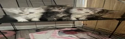 Persian cats for sale: I have 4 Persian cross Maine coon kittens - Advert 5