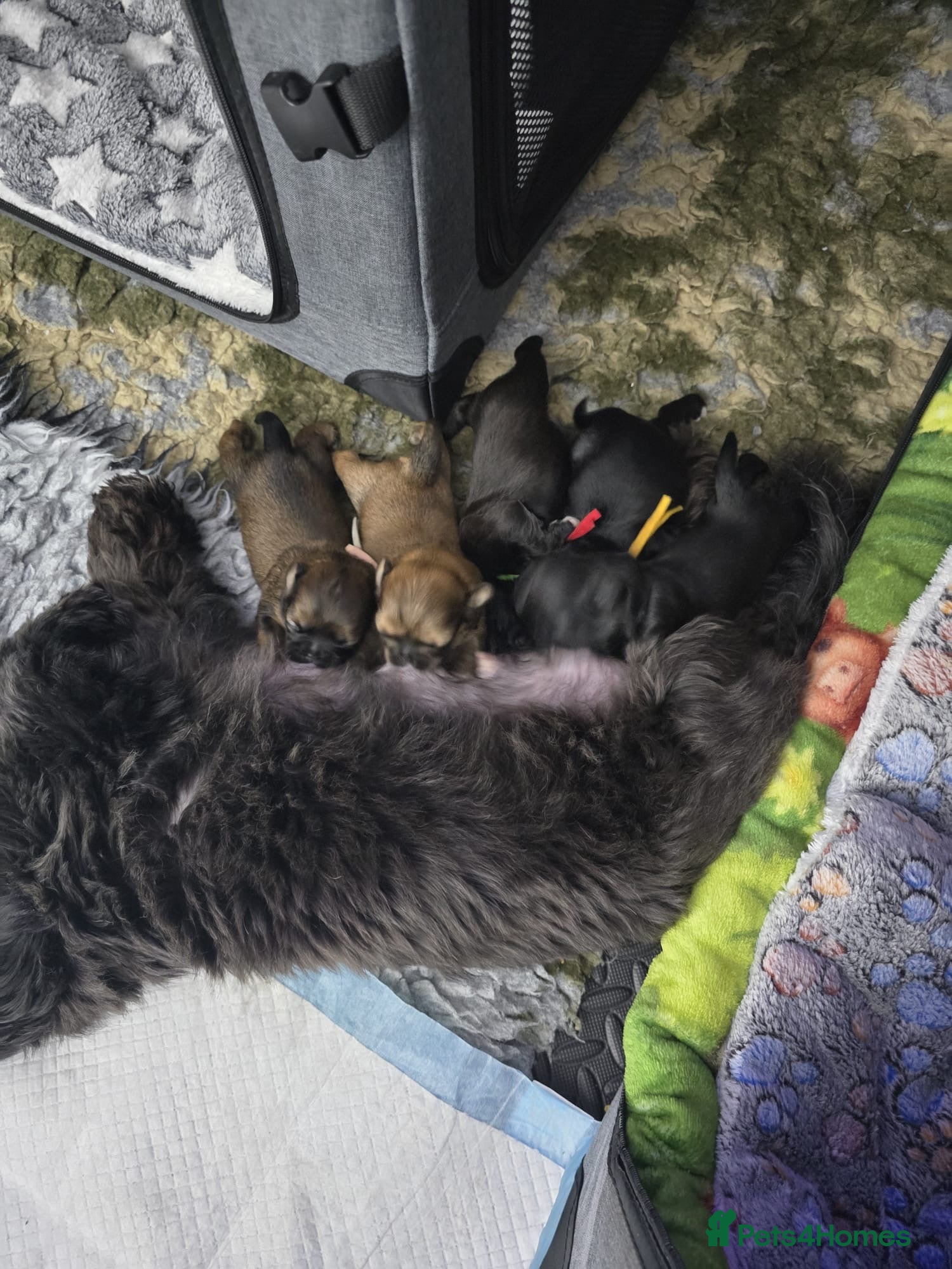 Shih Tzu dogs Beautiful Shih Tzu Puppies Ready to Leave 19.12.25 - Advert 1