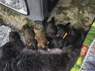 Shih Tzu dogs Beautiful Shih Tzu Puppies Ready to Leave 19.12.25 - Advert 1