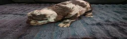 Labradoodle dogs for sale: Miuature labradoodle puppies - Advert 8