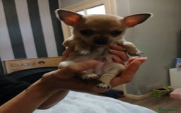 Chihuahua dogs for sale: BEAUTIFUL CHIHUAHUA PUPPIES  - Image 10