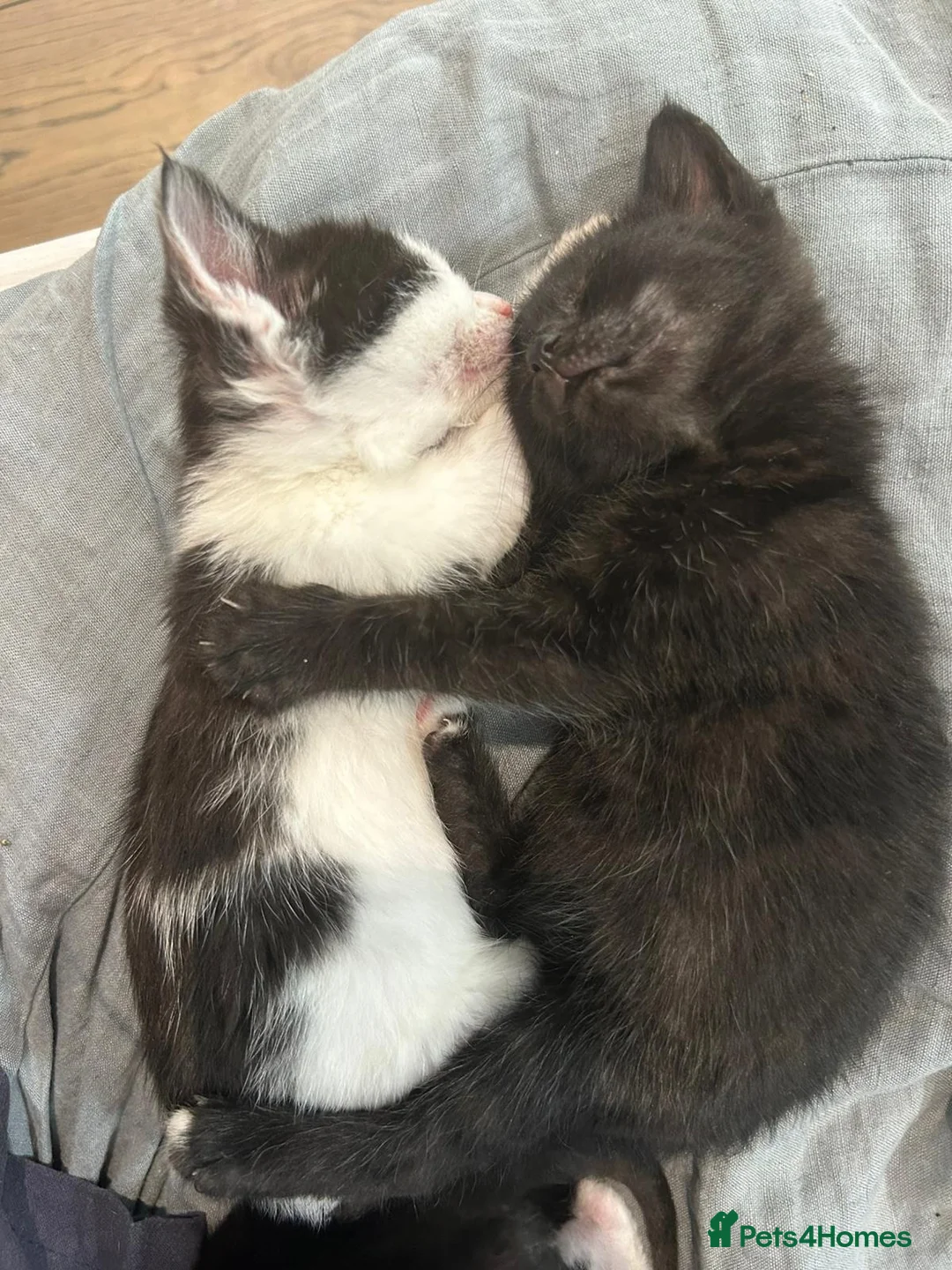 Mixed Breed cats for sale: Beautiful Hand-Raised Kittens  - Advert 1