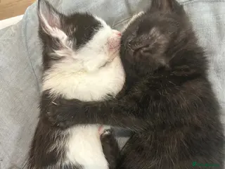 Mixed Breed cats Beautiful Hand-Reared Kittens - Advert 8