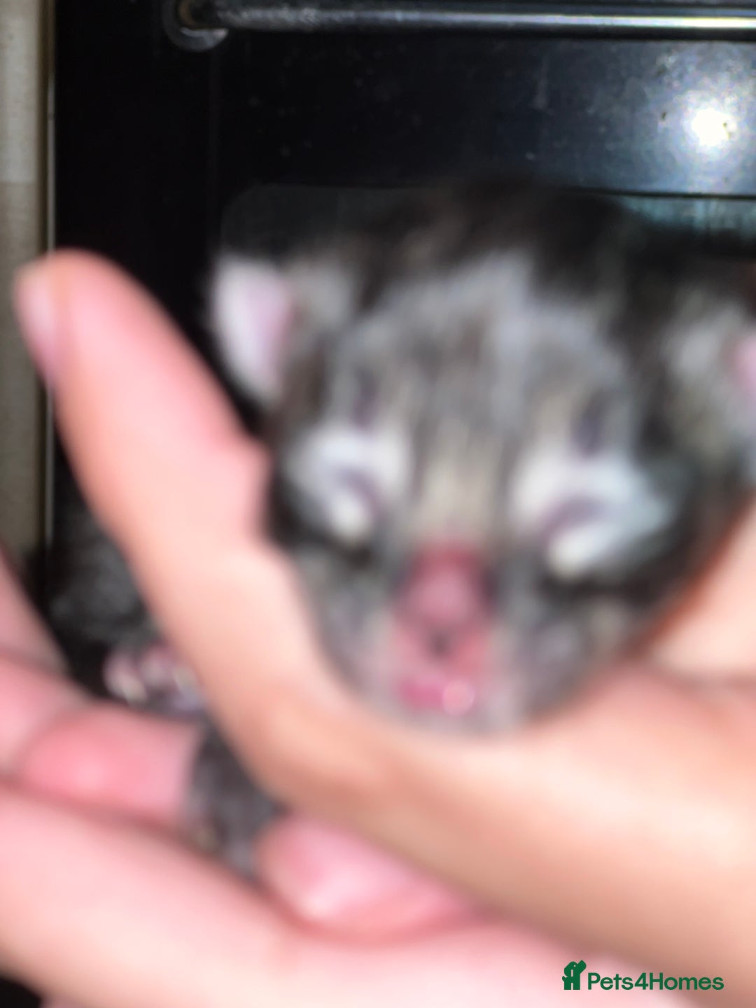 Maine Coon cats for sale: Big boy Maine coon kitten cross  - Advert 4