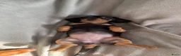 Miniature Dachshund dogs for sale: READY TO LEAVE!!! - Advert 9