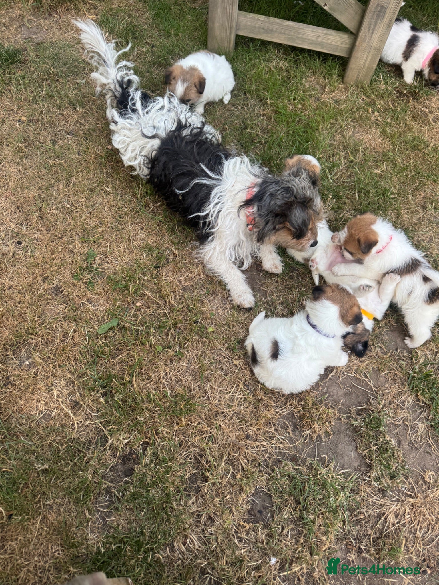 Jack Russell dogs Jack Russell puppies  - Advert 1