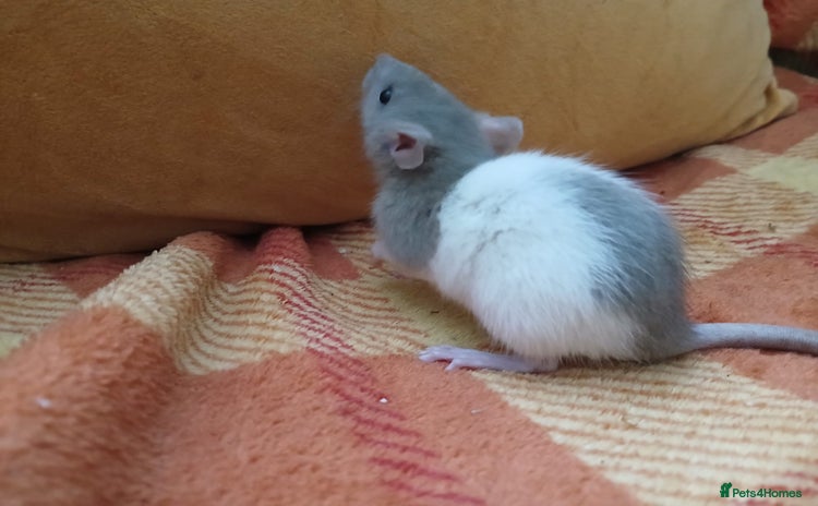 Rat rodents - Advert 1