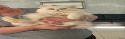 Persian cats for sale: Beautiful white fluffy Persian male 3 years old - Advert 6