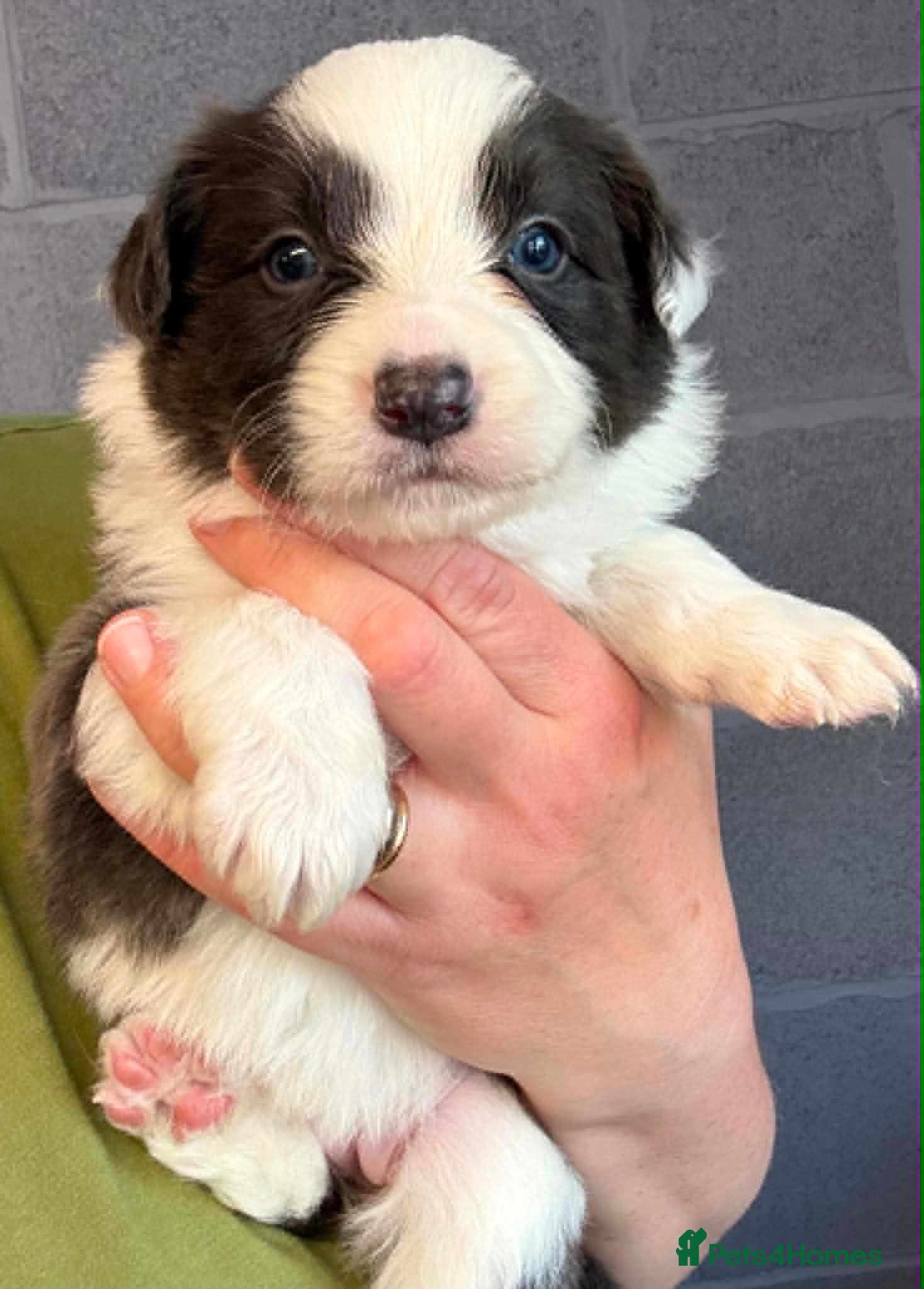 Border Collie dogs Outstanding Border Collie Puppies - Advert 1
