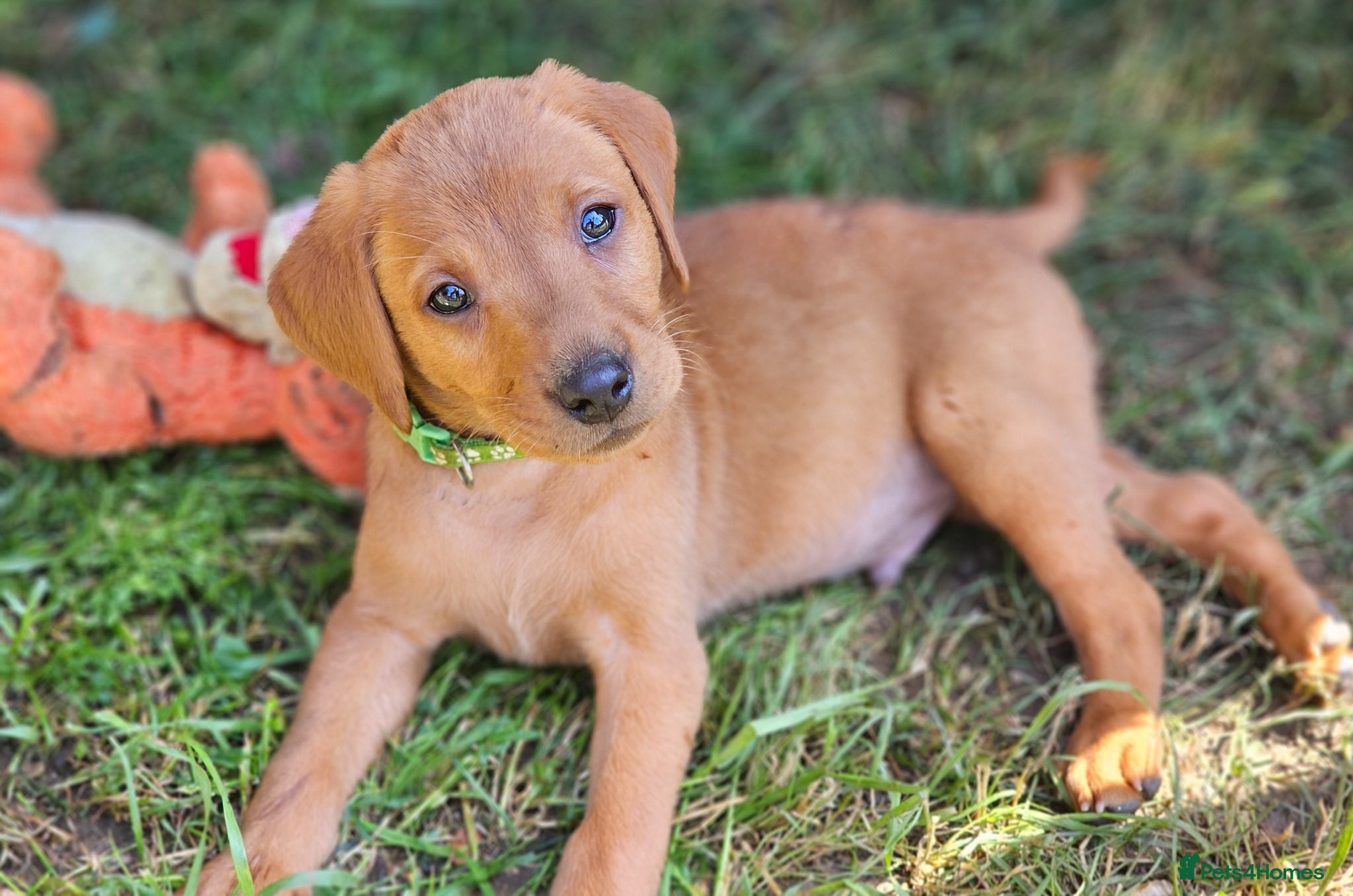 Labrador Retriever dogs Stunning dark red puppies  - Advert 1