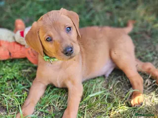 Labrador Retriever dogs Stunning dark red puppies - Advert 1