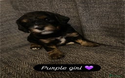 Cavapoo dogs for sale: Beautiful F1 cavapoos phantom 3 girls left 💜💖❤️ - Image 8