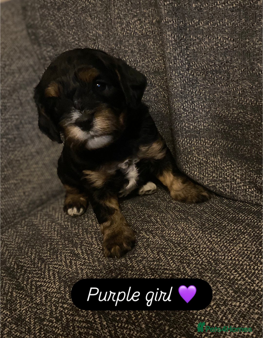 Cavapoo dogs for sale: Beautiful F1 cavapoos phantom 3 girls left 💜💖❤️ - Image 8